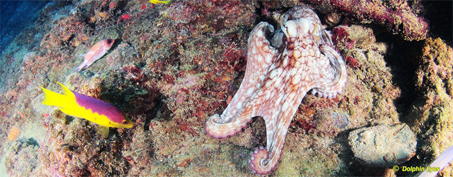 Marine Ecology Diver